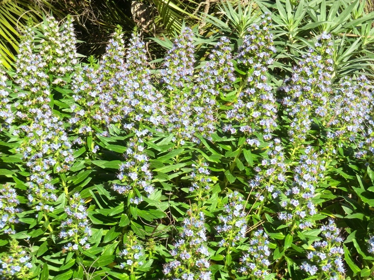 Echium - Blue Shrub (flower)	