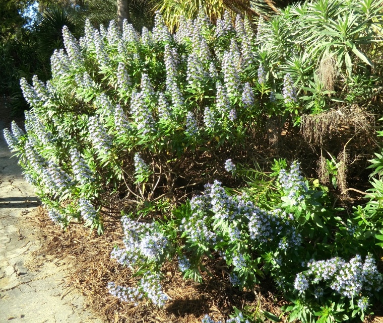 Echium - Blue Shrub (plant)	