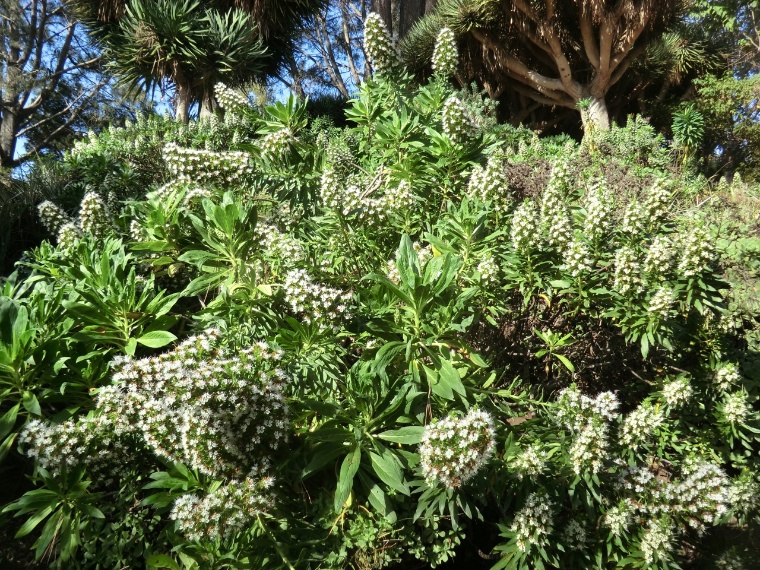 Echium - White Shrub (plant)