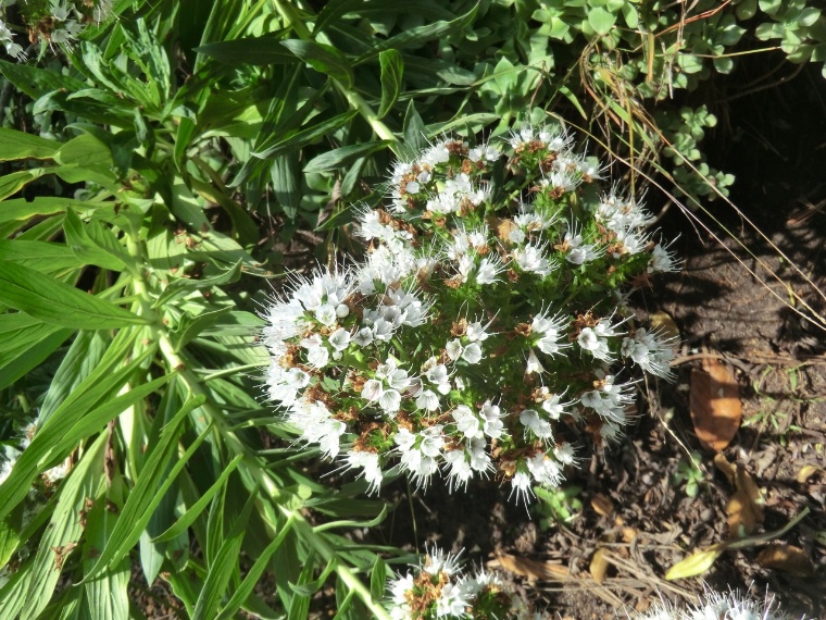 Echium - White Shrub (flower)