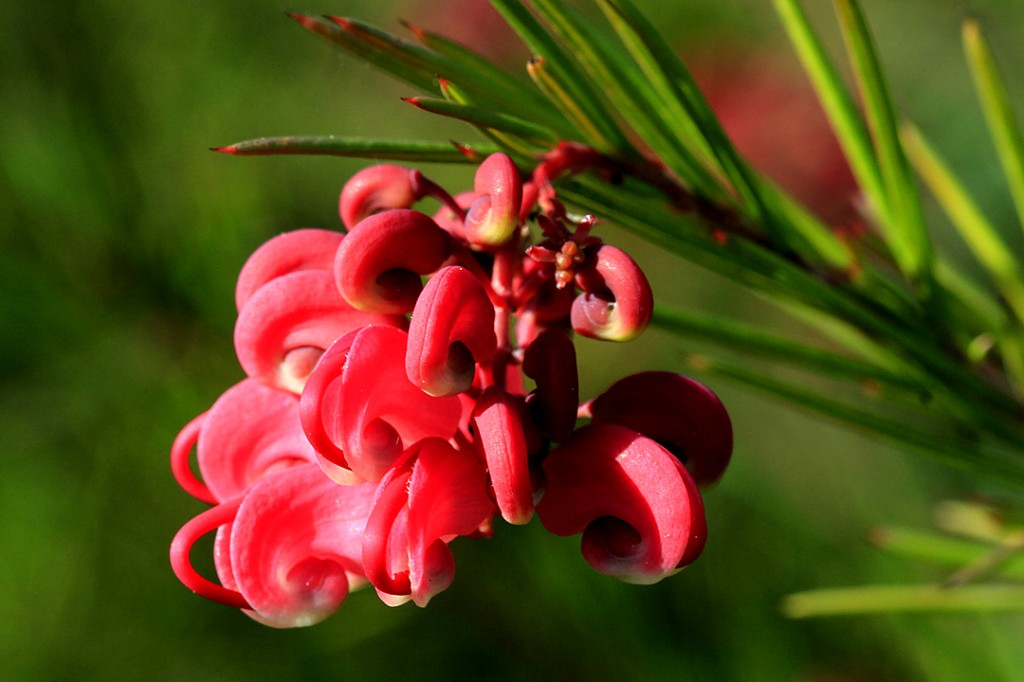 Grevillea - Noellii (flower)	