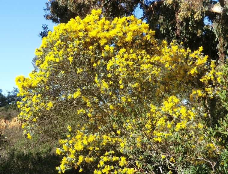 Wattle - Queensland silver (plant)