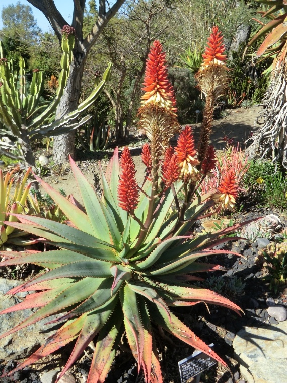 Aloe mutabilis (plant)	