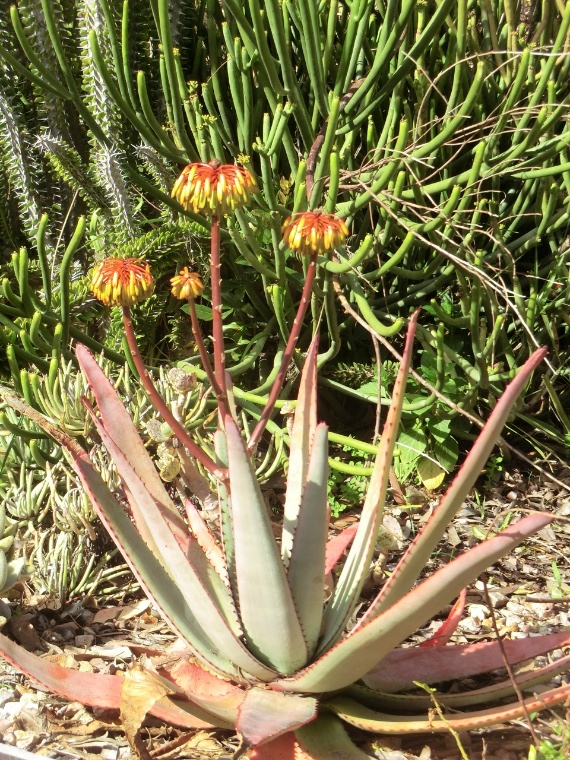 Aloe capitata (plant)	