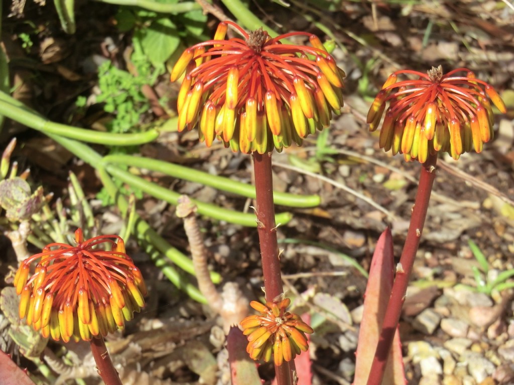 Aloe capitata (flower)	