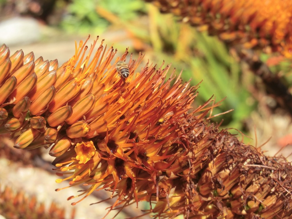 Aloe - Cat's Tail (flower)	