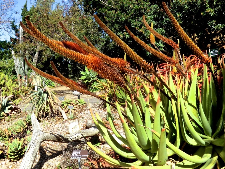 Aloe - Cat's Tail (plant)	