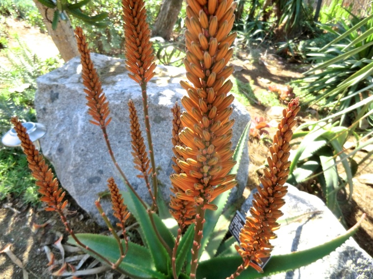 Aloe - Bottlebrush (flower)