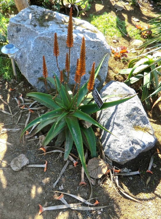 Aloe - Bottlebrush (plant)