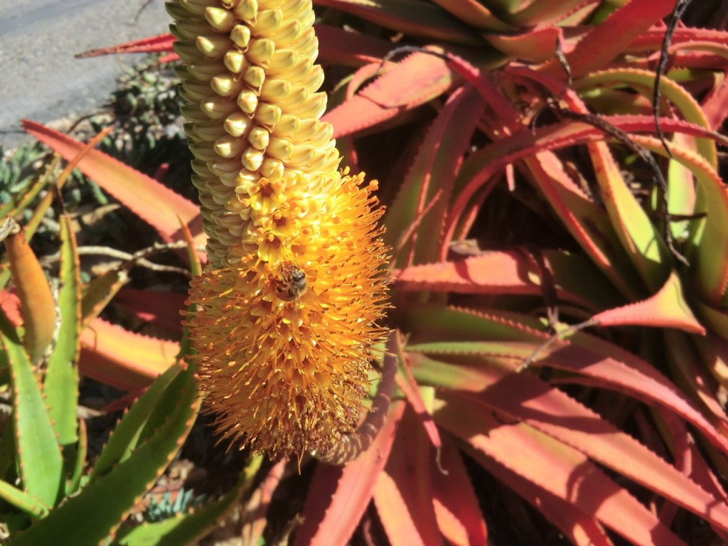 Aloe - Bullocks Bottlebrush (flower)