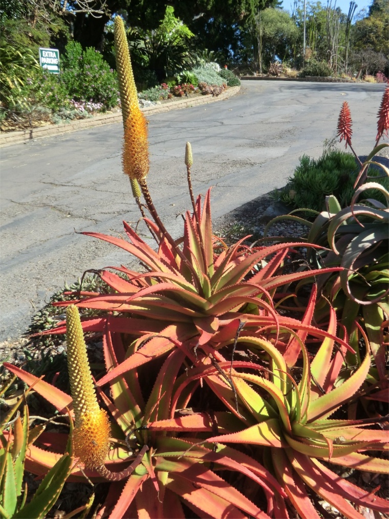 Aloe - Bullocks Bottlebrush (plant)	