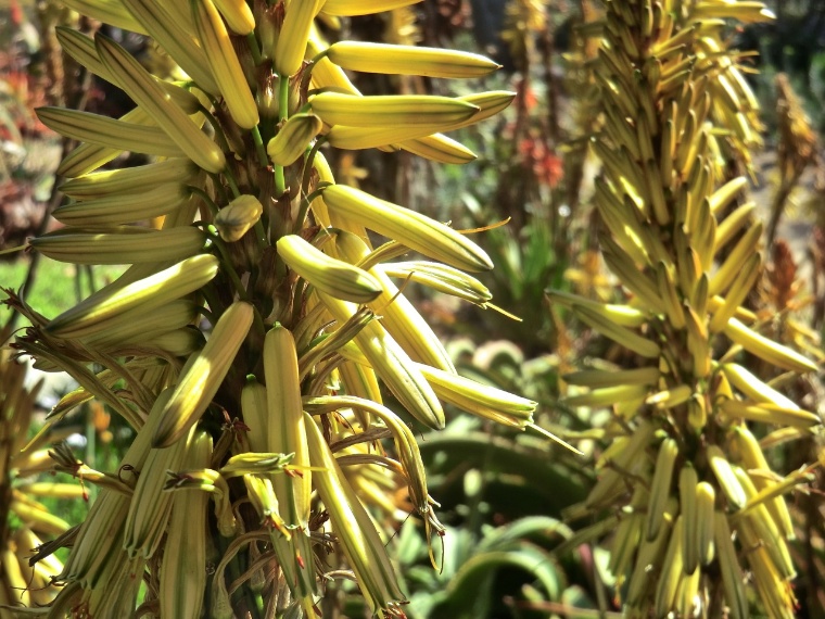 Aloe - Van Balen's (flower)	