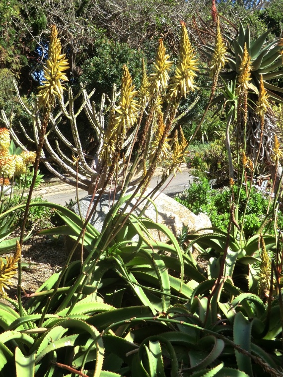 Aloe - Van Balen's (plant)