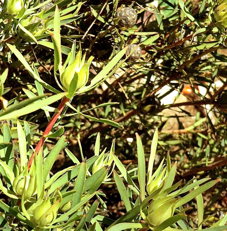 Conebush - Stream  (plant)	