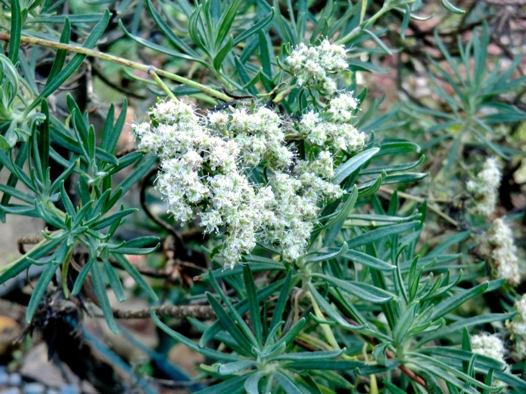 Buckwheat - Santa Cruz Island  (plant)