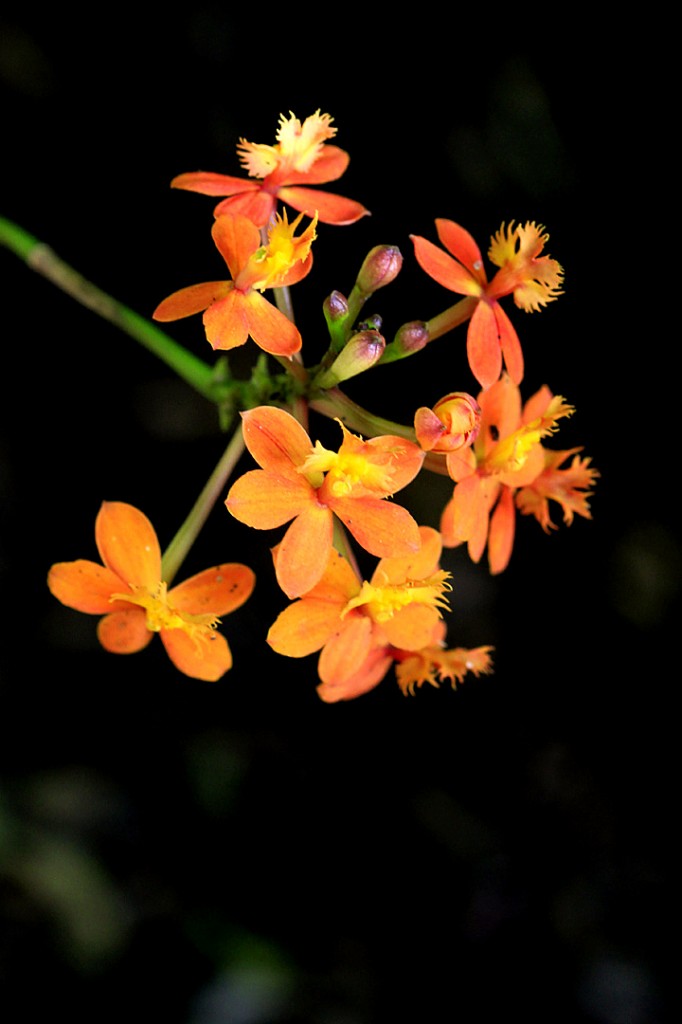 Orchid - Reed Stem (flower)