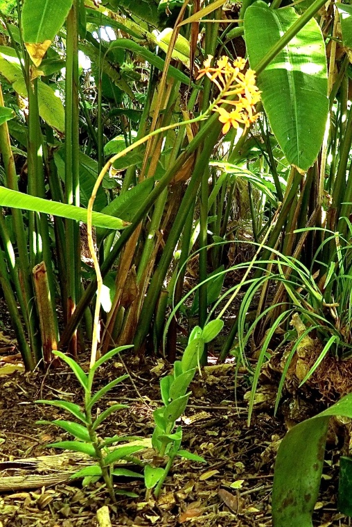 Orchid - Reed Stem (plant)