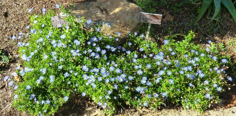 Marguerite - Blue (plant)	