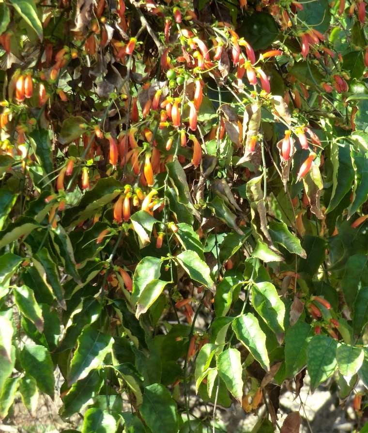 Tree Fuchsia (plant)	