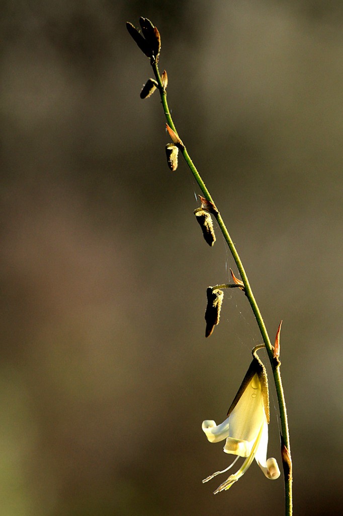 Puya ferruginea (flower)