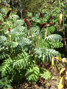 Melianthus major