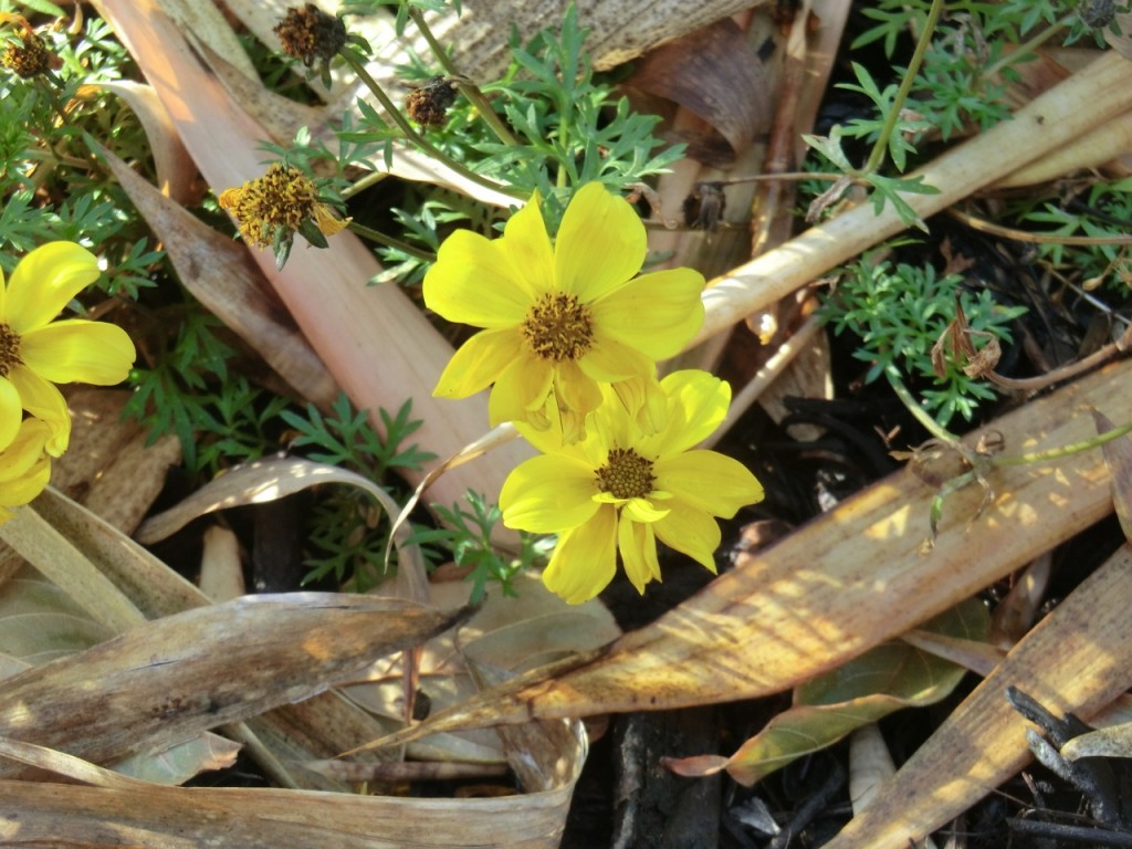 Bidens, burr marigold (flower)	