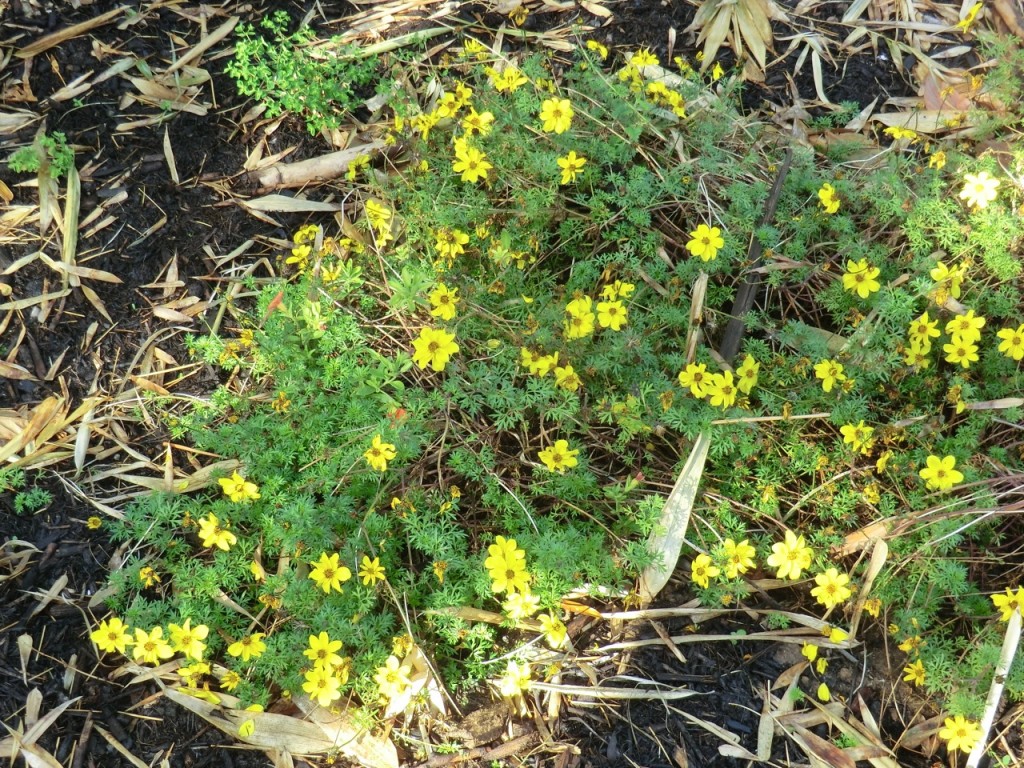 Bidens, burr marigold (plant)