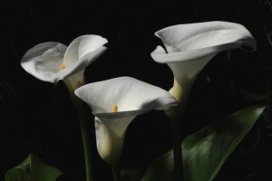 Zantedeschia aethiopica