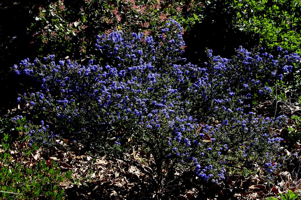 Ceanothus blue (plant)