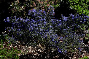 Ceanothus 'Ray Hartman'