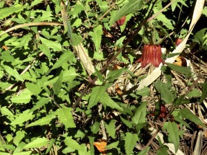 Canarina canariensis