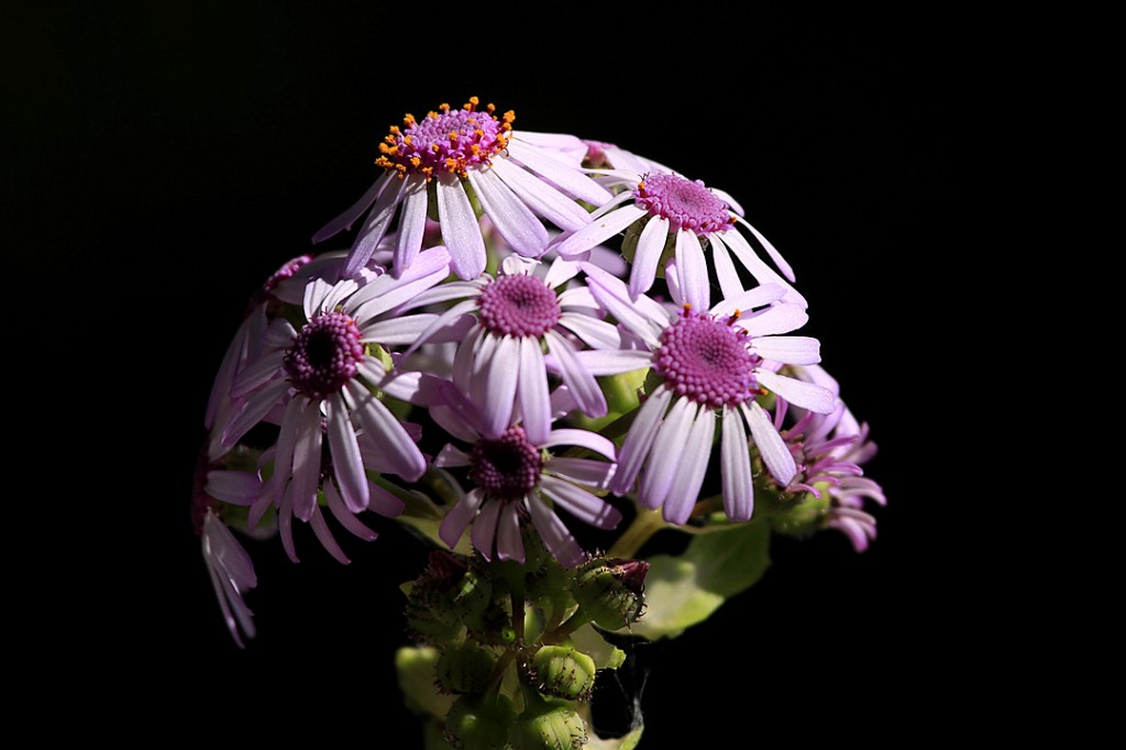 Canary Islands cineraria (flower)	