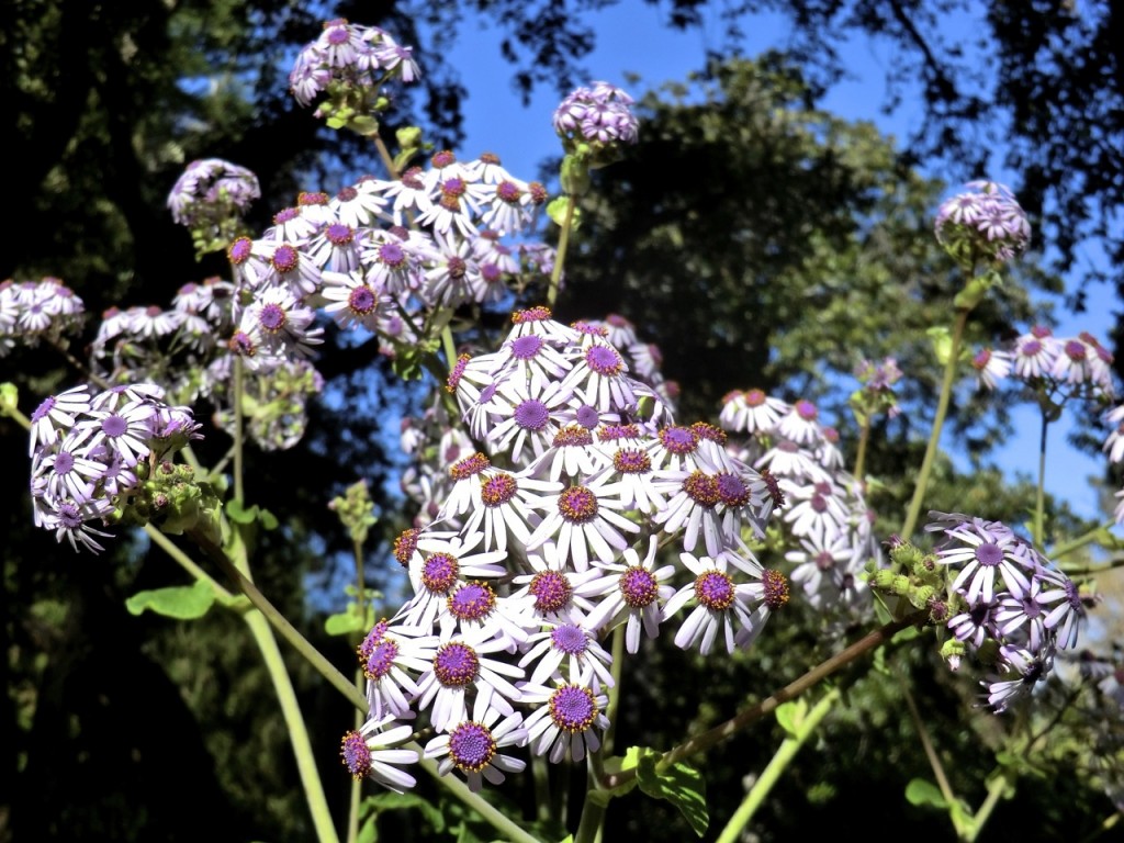 Canary Islands cineraria (plant)	