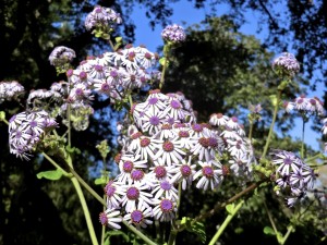 Pericallis multiflora