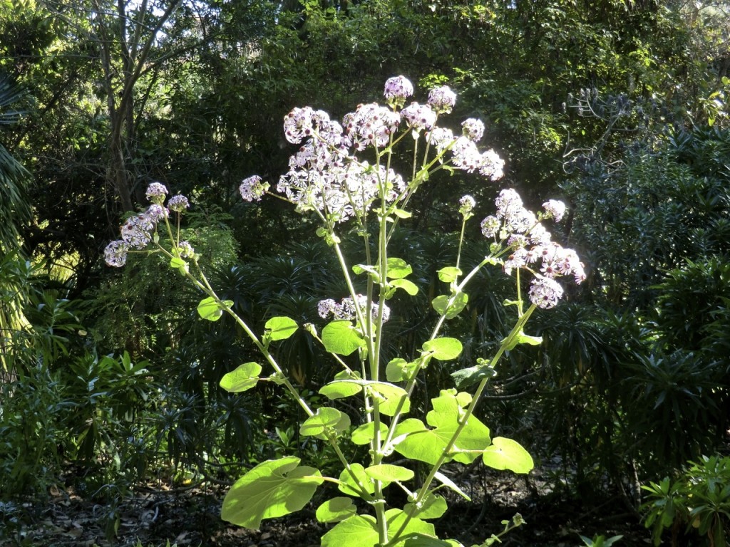 Canary Islands cineraria (plant)	