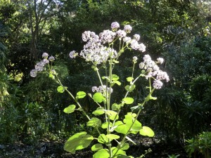 Pericallis multiflora