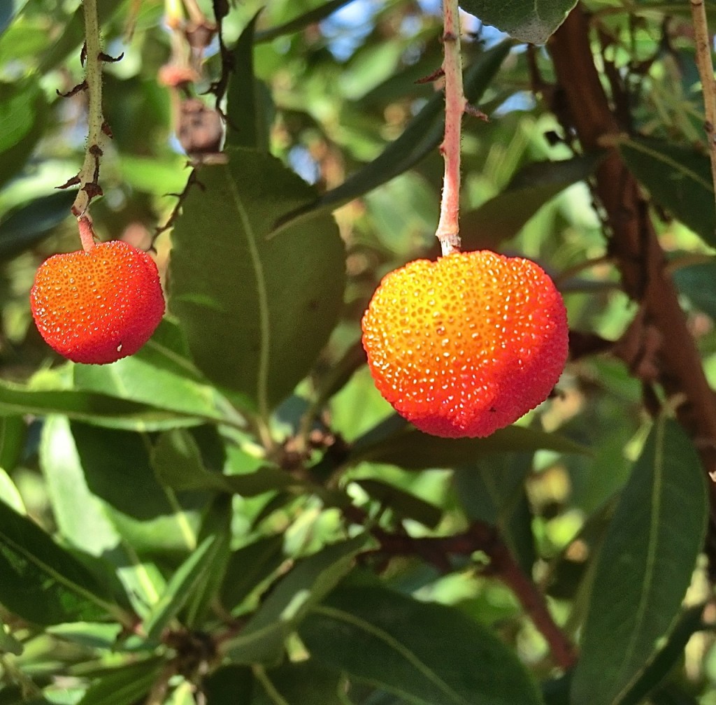 'Marina'	Strawberry Tree (fruit)