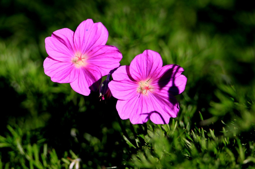 Geranium 'Tiny Monster', Cranesbill (flower)		