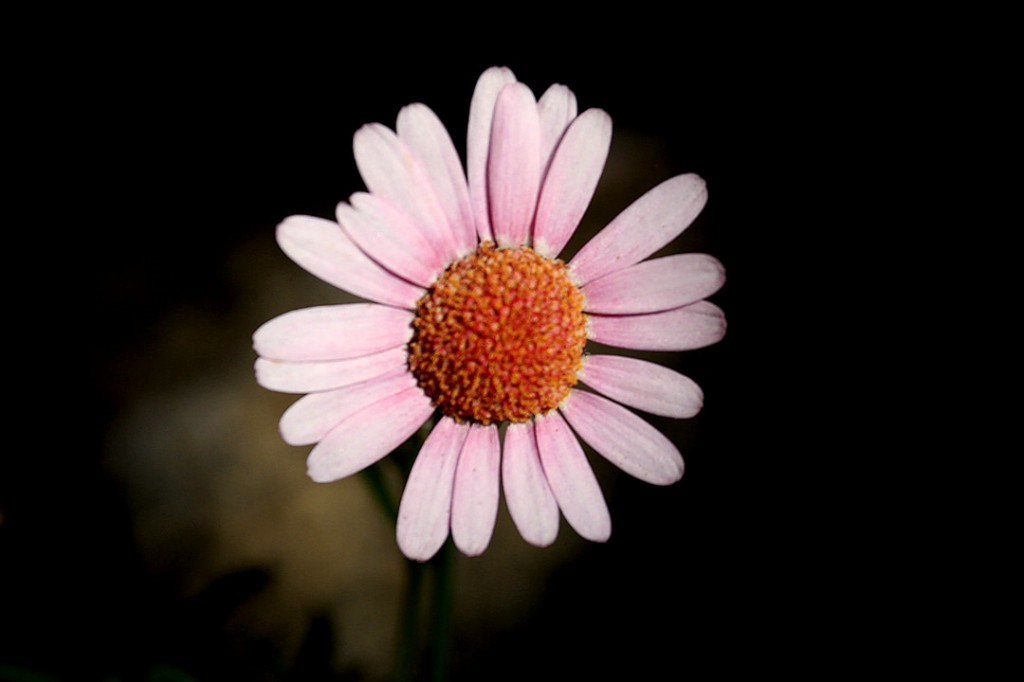 Marguerite Daisy (flower)	