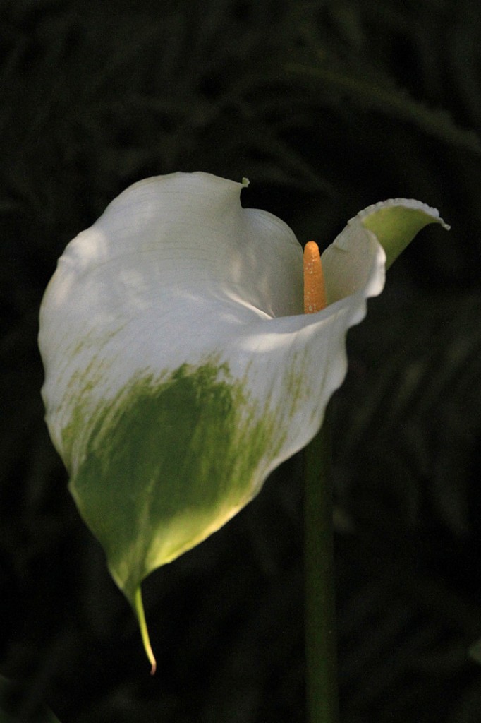 Calla Lily 'Green Goddess' (flower)	