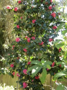 Camellia japonica 'Twilight'