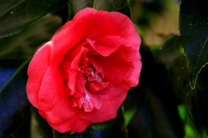 Camellia japonica 'Twilight'