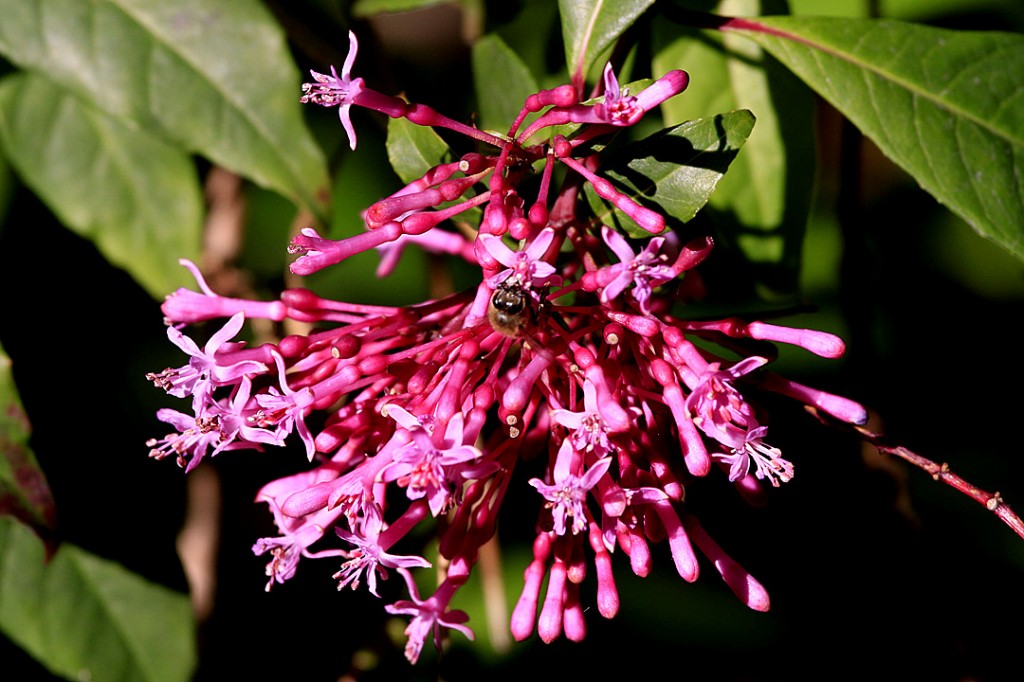 Lilac Fuchsia (flower)