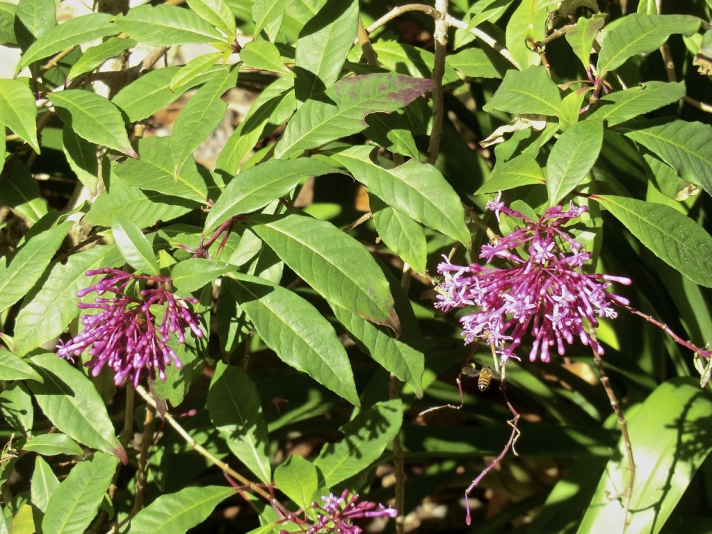 Lilac Fuchsia (plant)