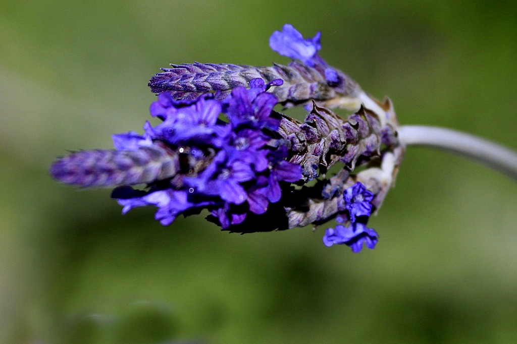 Lavender, Fern leaf (flower)		