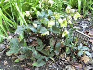 Helleborus "Ivory Prince"