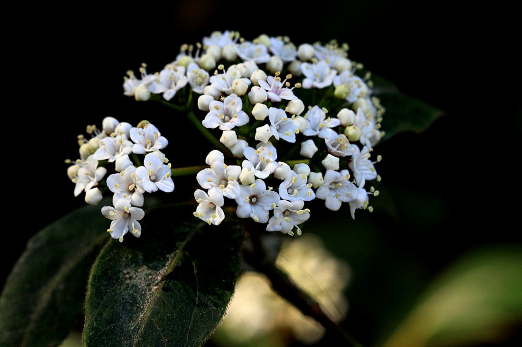 Laurestinus (flower)