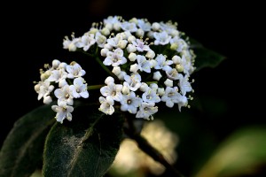 Viburnum tinus