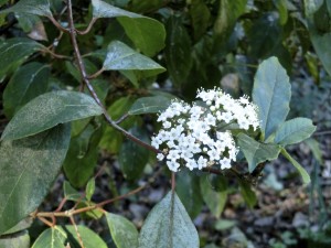 Viburnum tinus