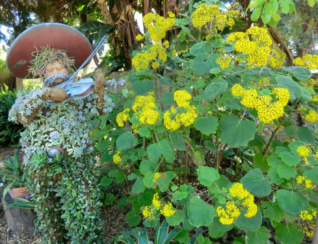 Velvet Groundsel  (plant)	